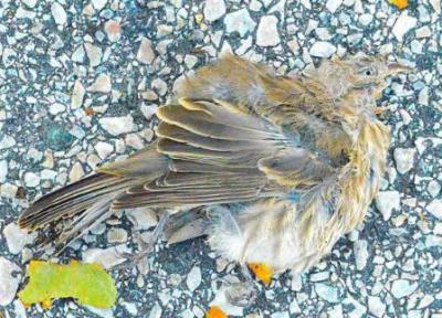 آنفولانزای پرندگان بسیار بیماری زا در پرندگان در شهر نیویورک شناسایی شد