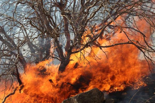 طراح نمای ویلای دوبلکس: آتش سوزی در جنگل های بلوط باغملک