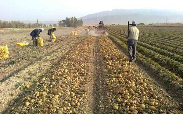 بازدید ازبکستانی ها از مزارع سیب زمینی ایران، صادرات ایران از سر گرفته می گردد؟