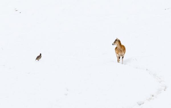 تصاویر کمتر دیده شده از گله قوچ و میش در برف سال جاری