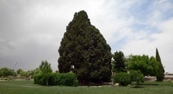 سرو ابرکوه یزد ، درختی از دل تاریخ و اسطوره سرو ابرکوه یزد ، درختی از دل تاریخ و اسطوره