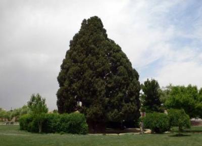 سرو ابرکوه یزد ، درختی از دل تاریخ و اسطوره